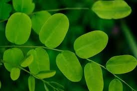 Moringa Magic